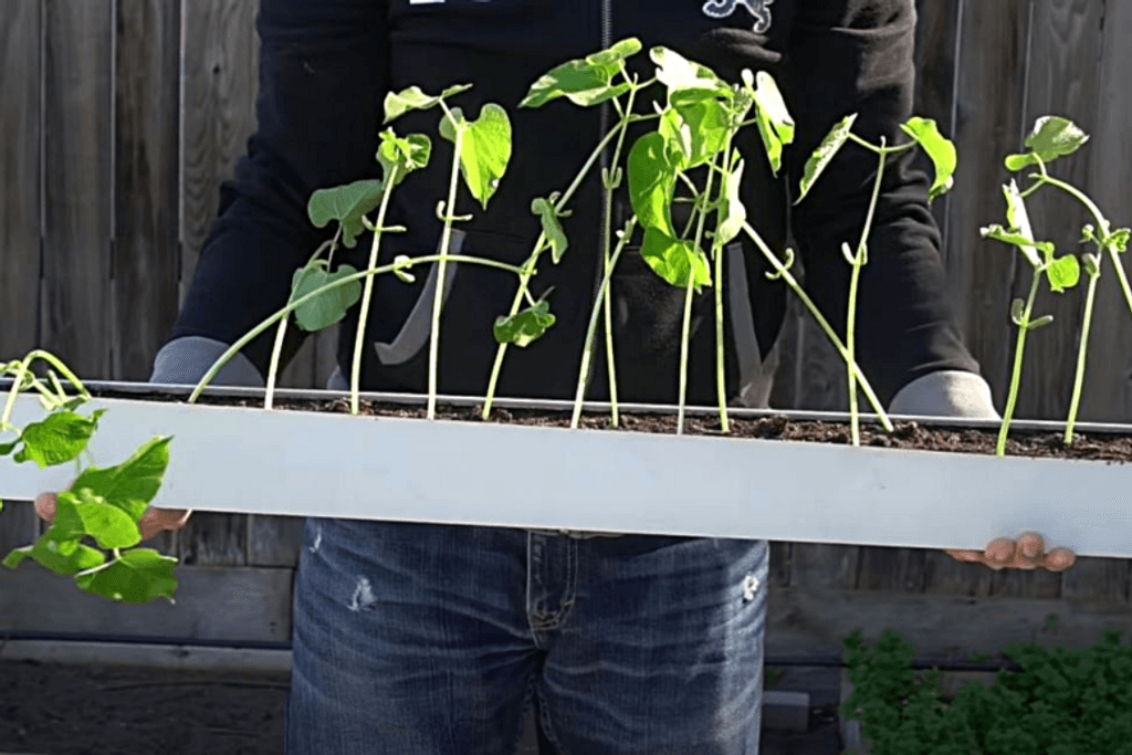Gutters Plants DIY Gardening