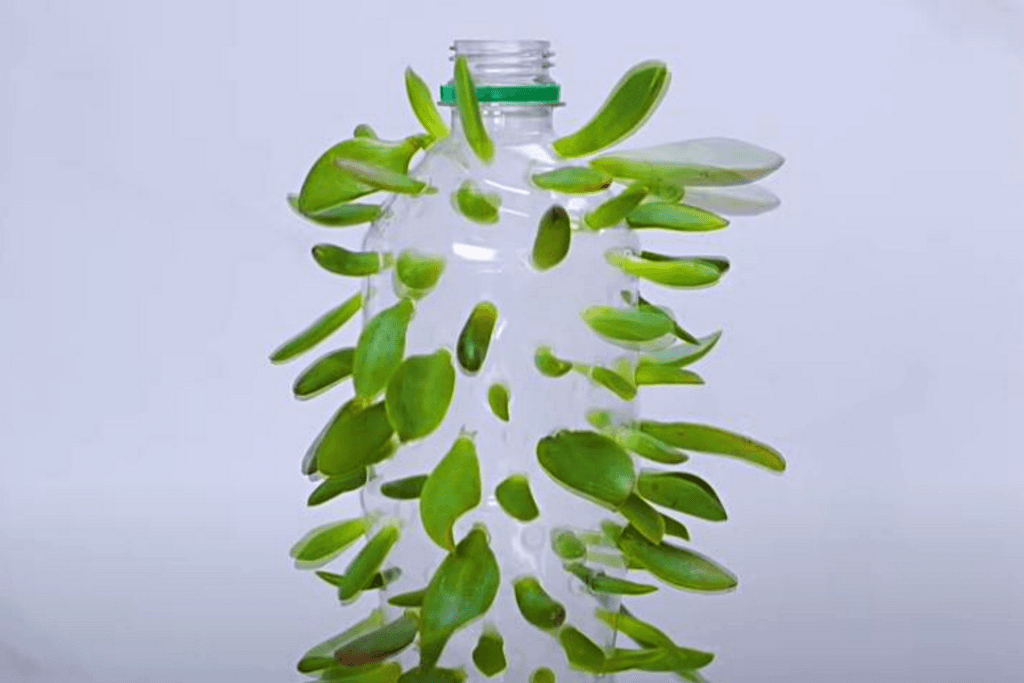 Succulent Water Bottle Garden