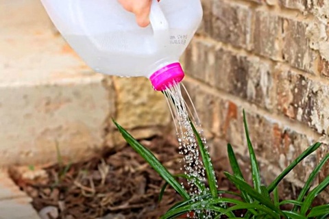 Bottle Watering Can DIY