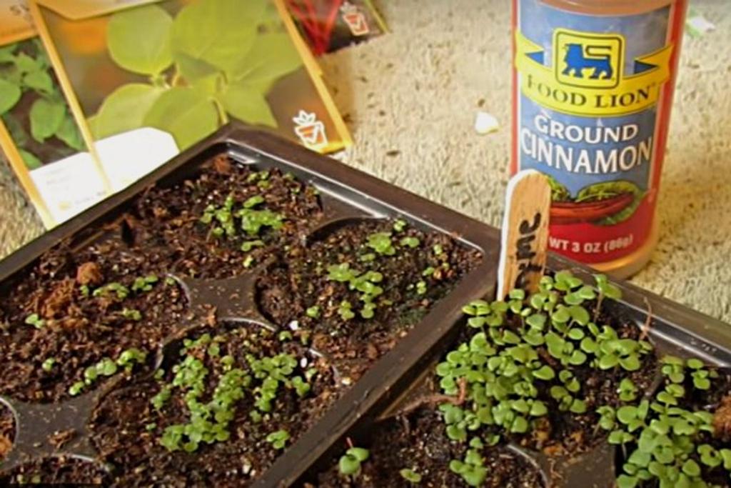 Ants Cinnamon DIY Gardening
