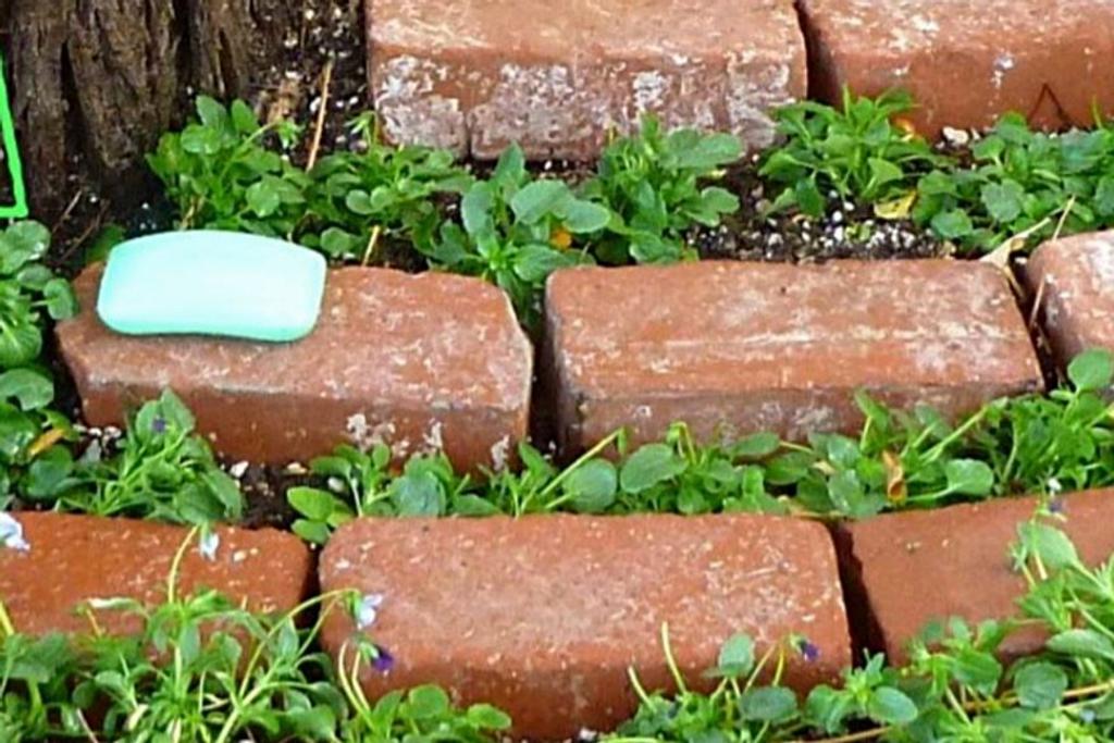 Soap Pests DIY Gardening