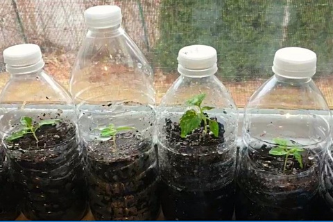 Plastic Bottle Greenhouse DIY