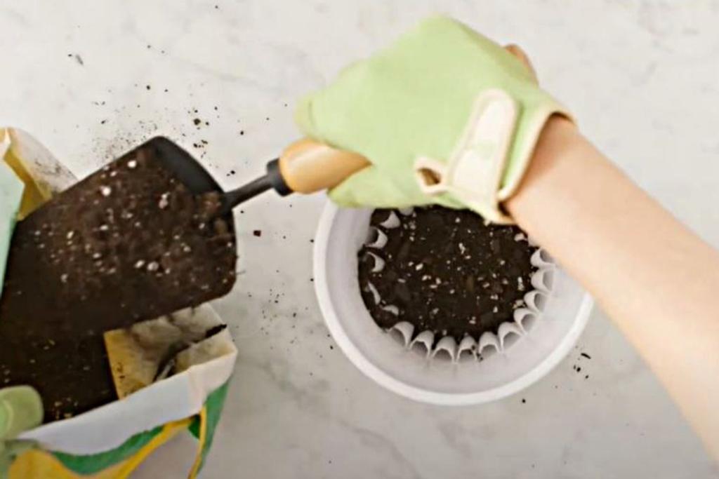 Coffee Filters DIY Gardening
