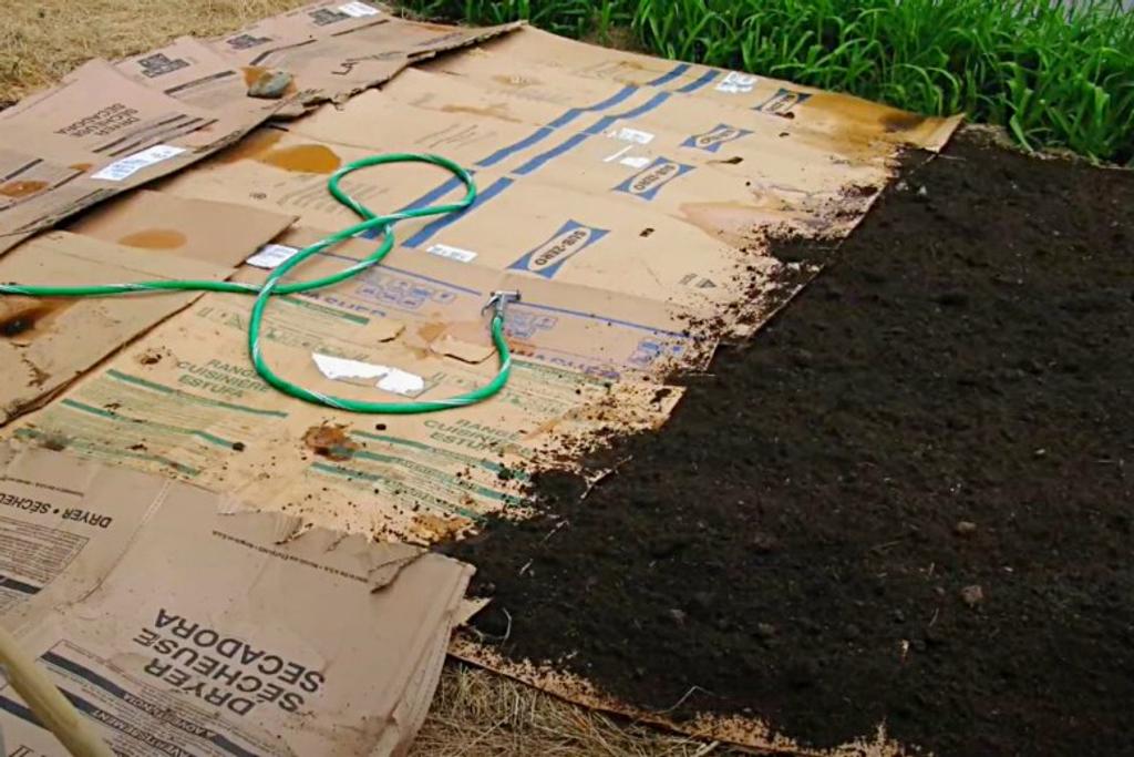 Cardboard Weeds DIY Gardening