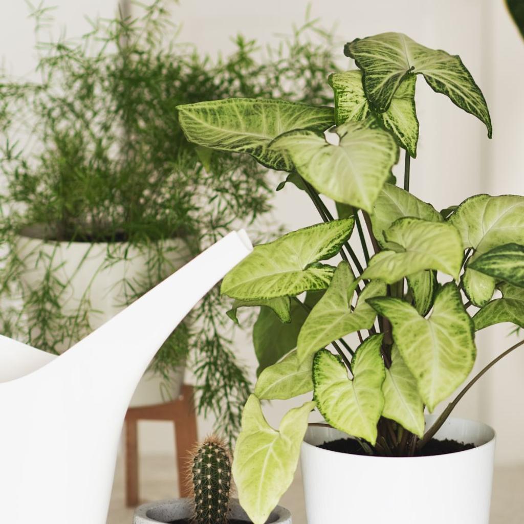 best air purifying houseplant