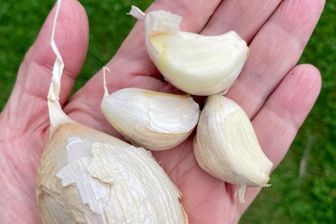 garlic superfood health benefits