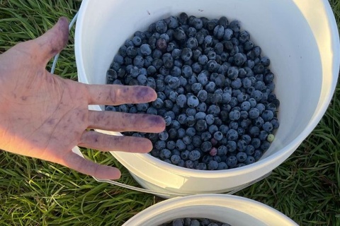 blueberries benefits super foods