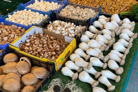 mushroom fungi health benefits