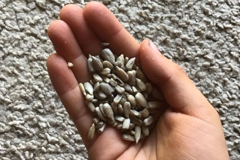 sunflower seeds health benefit