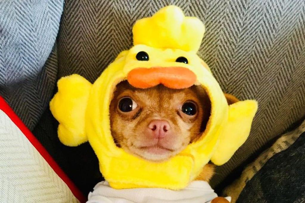 Brie Chihuahua Rescue Adoption