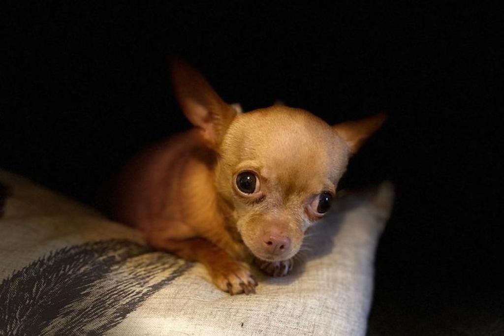 Brie Chihuahua Adoption Rescue