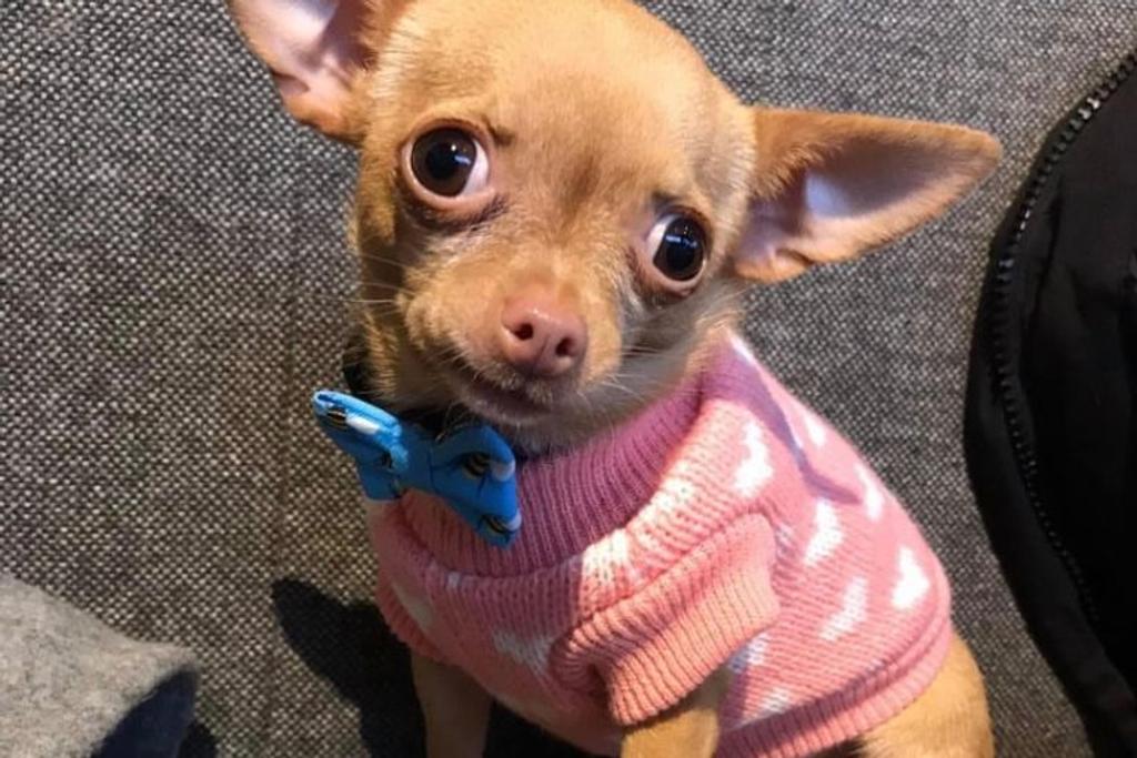 Brie Chihuahua inspiring adoption