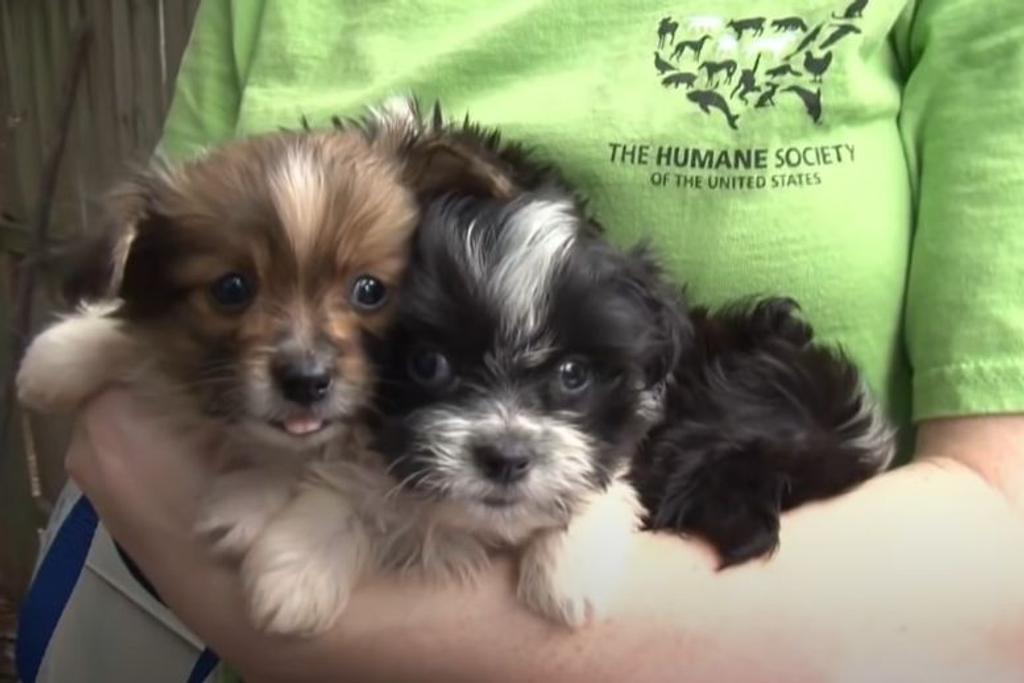 Puppy Mill Rescue Humane Society