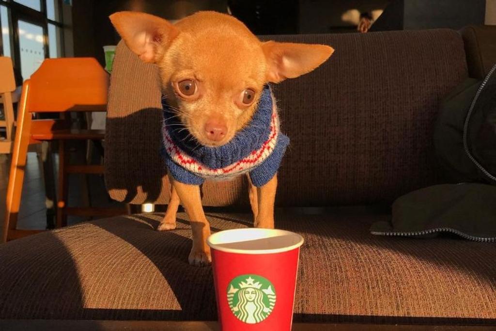 Brie Chihuahua adoption rescue