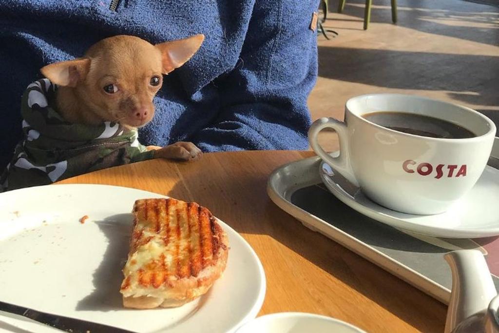 Brie Chihuahua instagram dogs