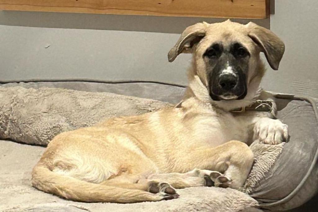 Lilo Rescue Dog Reunited Owner