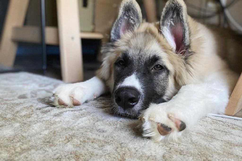 Stray Dog Adopted Inspiring Story
