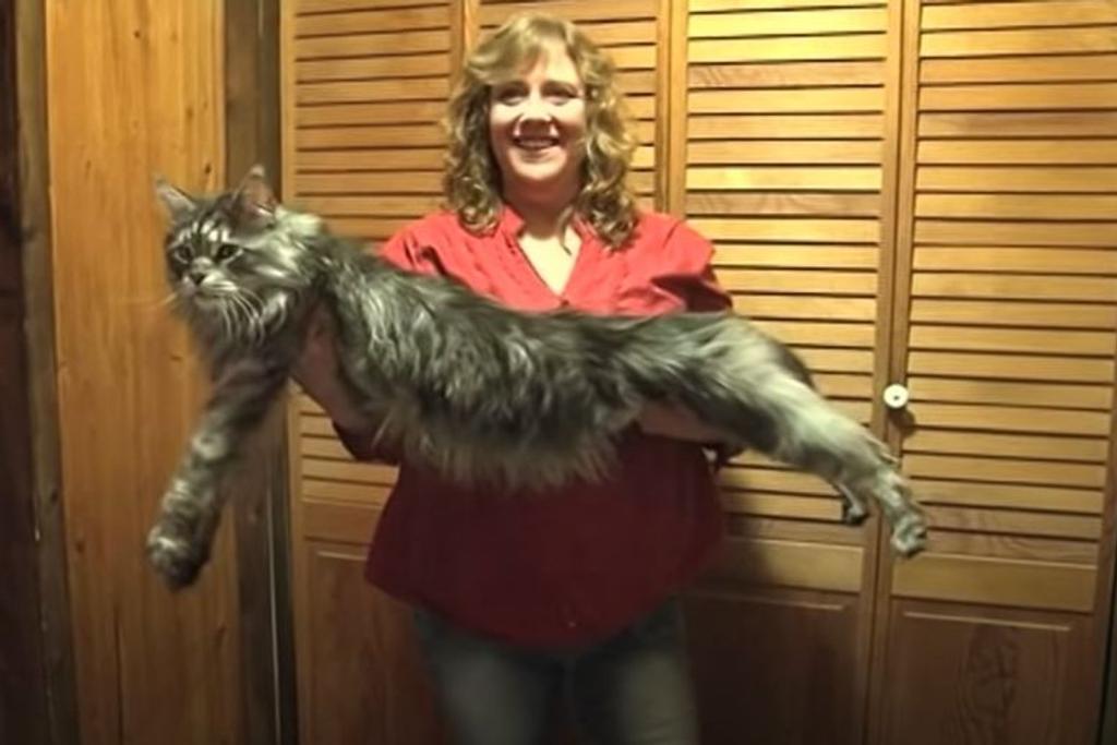 Maine Coon Largest Cat Record