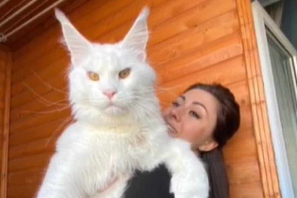 world's largest cat viral