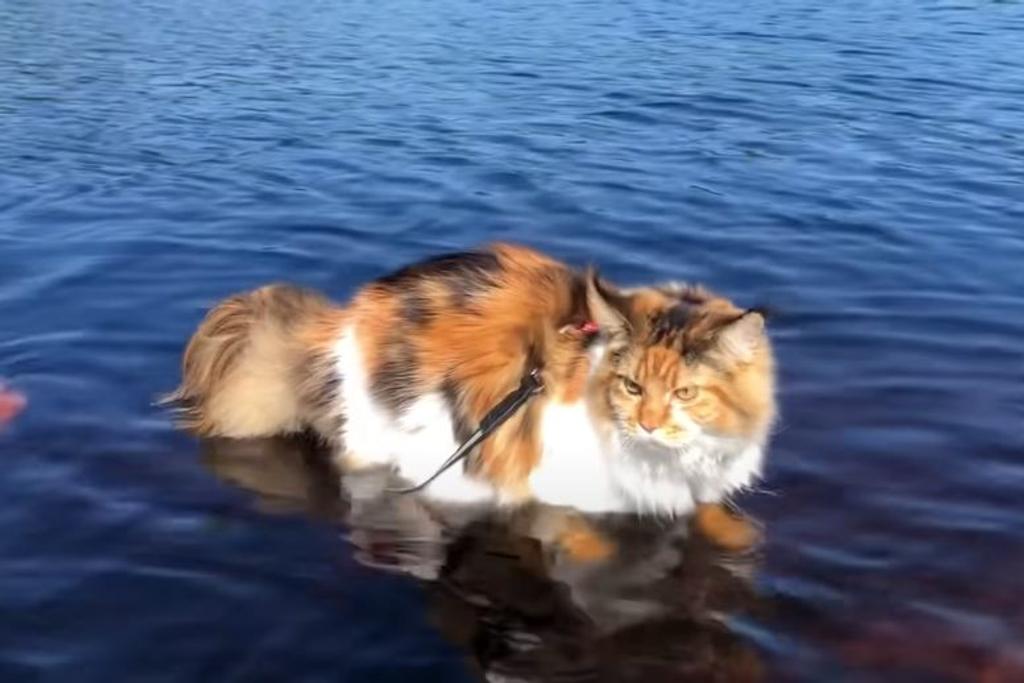 Cats Hate Water Myth